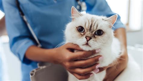 Dermatology Services For Cats And Dogs Richview Animal Hospital
