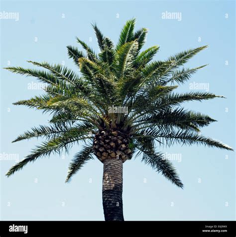 A Single Palm Tree Head Against A Blue Summer Sky Stock Photo Alamy