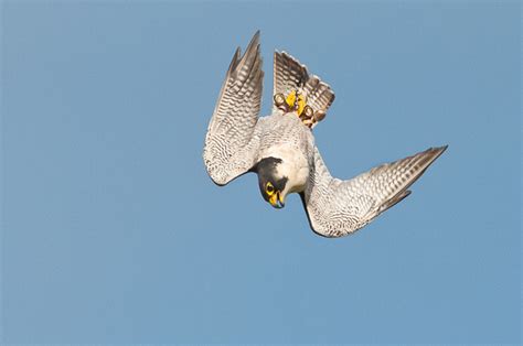 Peregrine falcons are raptors, which means they are birds that hunt and kill for food. Mike Boyes Nature Photography | Birds in Captivity | Peregrine Falcon diving