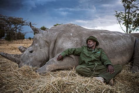 Photos Of The Last Northern White Rhinos On The Planet Feature Shoot