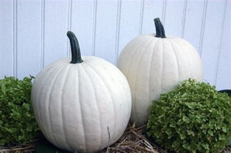 Cotton Candy Pumpkin Seeds Organic Seeds Vegetable Seeds Etsy