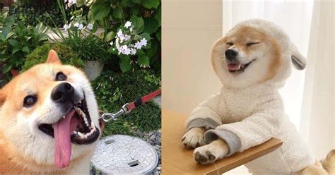 Reasons People Who Love Shiba Make The Most Amazing Couples Sonderlives