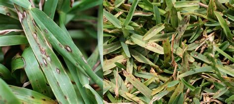 How To Prevent And Treat Gray Leaf Spot Houston Turf Management