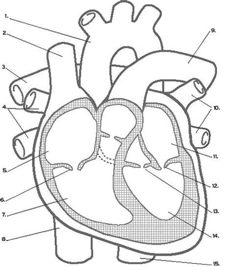 Circulatory System Unlabeled Diagram