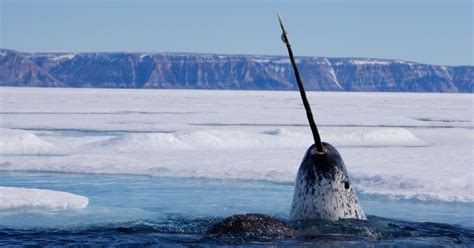 Never Before Seen Footage Finally Shows What Narwhals Tusks Are For