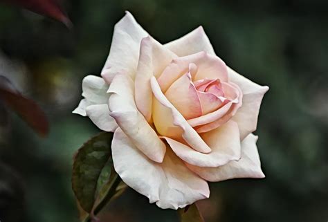 Pink White Rose Bloom Photograph By Gaby Ethington Fine Art America