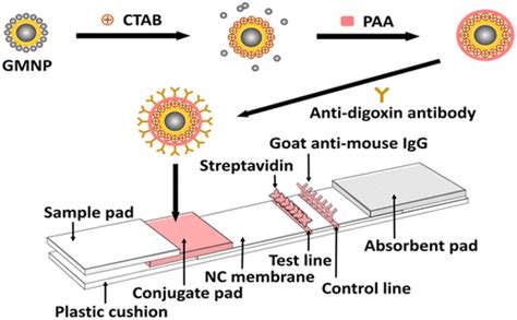 Lateral flow assays are often incorrectly referred to as dipsticks real dipstick assays rely on the immunoblotting principle and do. Multiple SNPs Detection Based on Lateral Flow Assay for ...