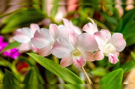35 Jenis Bunga Anggrek Indonesia Lengkap Dengan Gambar Dan Penjelasan