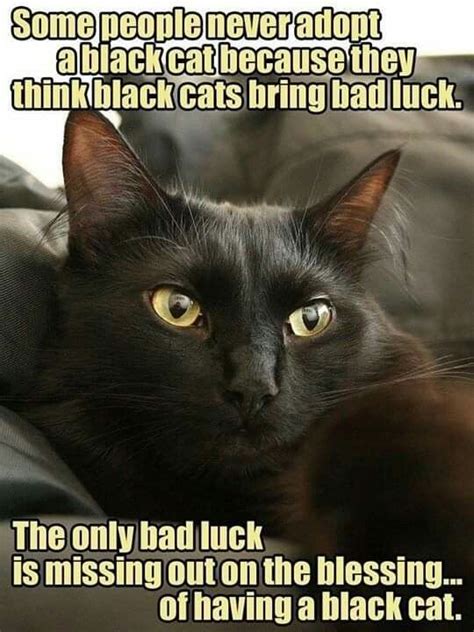 Pin By Gamender11 On Funny Cats Black Cat Memes Cute Cat  Cats
