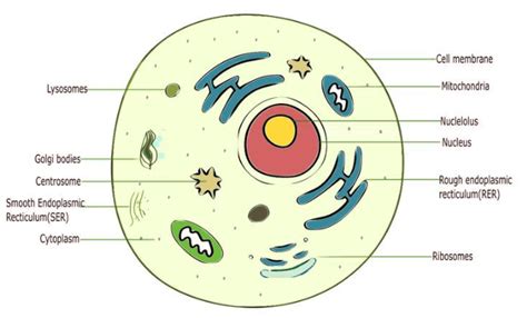 Animal Cell Diagram Structure Parts Definition And Functions