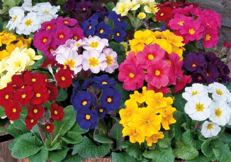Best Outdoor Plants That Can Survive Winter Amico