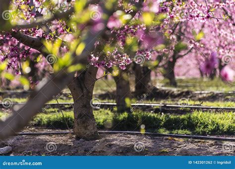 Rows Of Peach Tree In Bloom With Pink Flowers At Sunrise Aitona