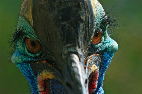 Living Dinosaur Southern Cassowary Featured Creature