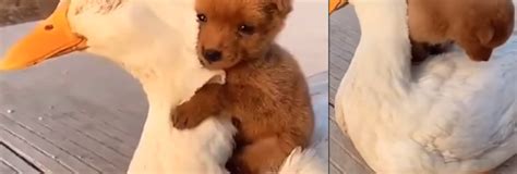The Puppy Meets Duck For The First Time Takes To It For An Adorable Hug