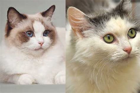 Ragdoll Vs Ragamuffin Cats Whats The Difference