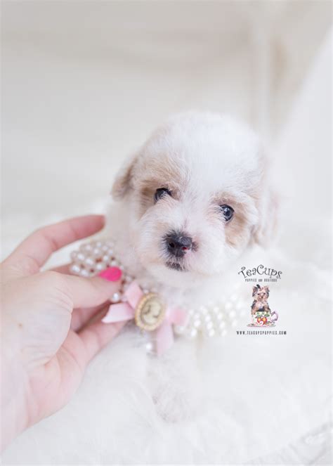 Maltipoo Puppy For Sale Teacup Puppies 294 A Teacup Puppies And Boutique