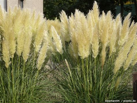 Zu den gängigsten gattungen gehören das frühaustreibende reitgras (calamagrostis), das pfeifengras (molinia) und das chinaschilf (miscanthus). Ziergräser im Garten › Pflege: Pflanzen, Düngen & Schnitt