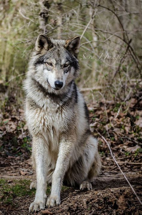 Wolf Sitting Sitting Wolf Wolves Pinterest Wolves And Art