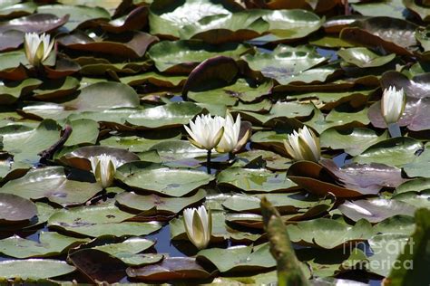 Floating Lily Pads Photograph By Laura Gregg Pixels