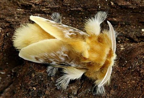 Southern Flannel Moth Facts Identification And Pictures