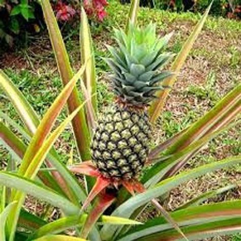 1 Pineapple Pupplant Tropical Sweet Fruit Etsy Como Cultivar Piña