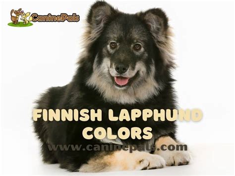Finnish Lapphund Colors Everything You Need To Know Canine Pals
