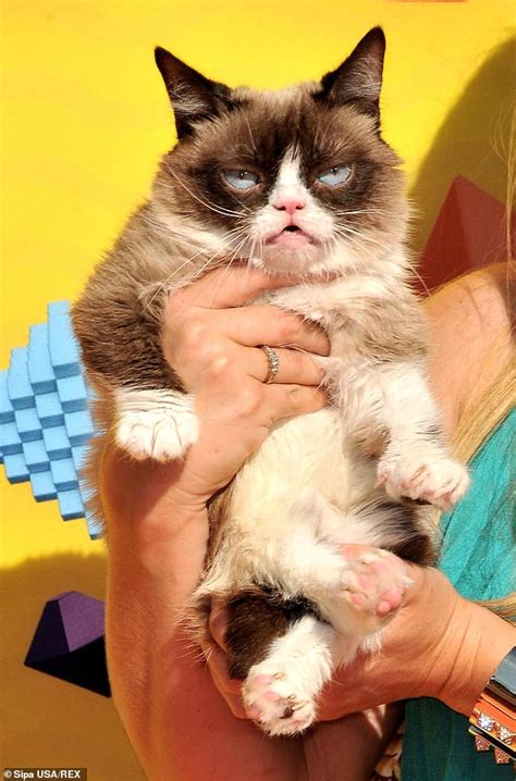 Internet Sensation Grumpy Cat Passes Away Express Digest
