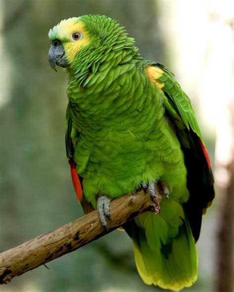 Blue-fronted amazon parrot | Amazon parrot, Parrot bird ...