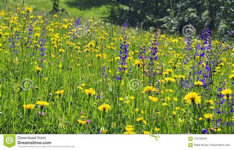 Alpine Flower Meadow In Full Bloom Stock Photo Image Of Forest