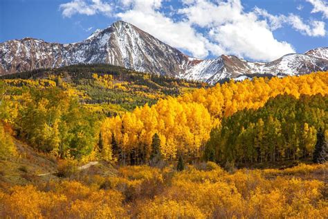 The Aspen Trees Turn Golden Yellow As Fall Approaches Wyoming