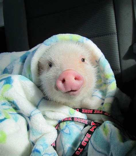 Pig In A Blanket Cute Animals Cute Baby Pigs Cute Piglets
