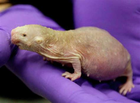 Scientists Warming Up To Naked Mole Rats