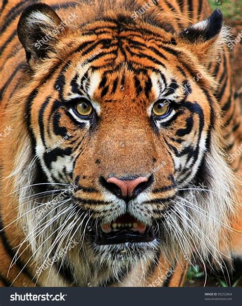 Sumatran Tiger Stock Photo 85252864 Shutterstock