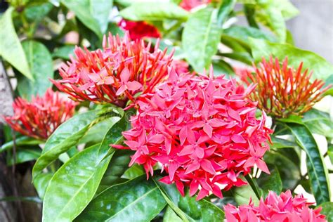 Flor Vermelha De Ixora Foto De Stock Imagem De Flora 40725208