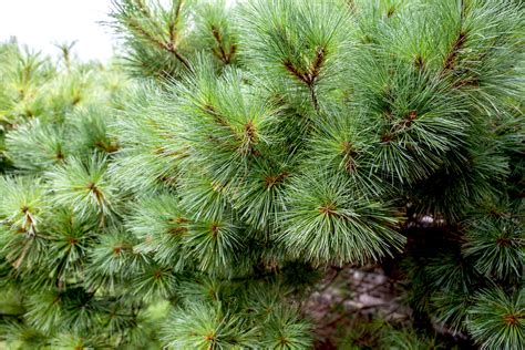 How To Grow And Care For Eastern White Pine