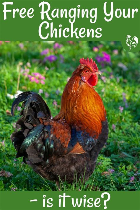 How to free range chickens by creating enriched pasture.