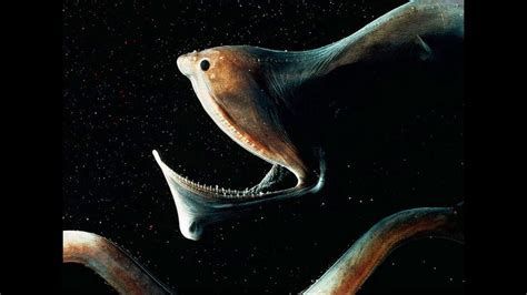 Gulper Eel Deepsea Oddities Youtube