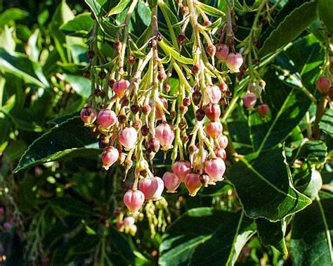 In fact there is not much competition because you are here: Arbutus x Marina | Mostly Natives Nursery