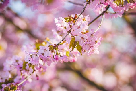 1000 Interesting Cherry Blossoms Photos · Pexels · Free Stock Photos