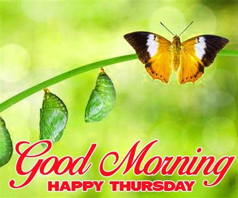 Good Morning Happy Thursday Images Butterfly Hd Download Good Morning