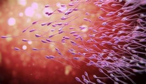 Fakta Fakta Menarik Dan Unik Tentang Sperma Pria Kandungan Indikasi