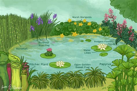Great Plants For Small Backyard Ponds