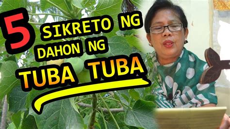 Dahon Ng Tuba Tuba Health Benefits Tagalog Tuba Tuba Leaves Itapal Sa