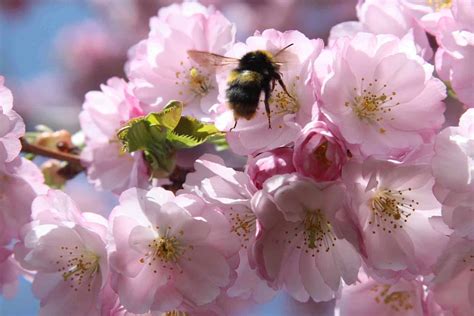 Anything may be removed without telling you shit. The Most Amazing Places to See Cherry Blossoms in Korea ...