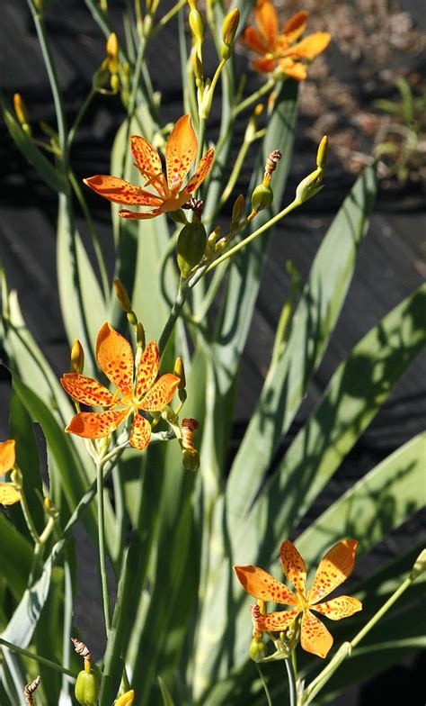 Blackberry Lily Iris Domestica Organically Grown Flower Seeds Floral
