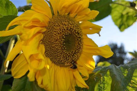 Kellis Northern Ireland Garden Giant Sunflowers