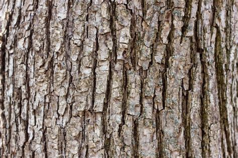 Premium Photo Texture Of Tree Bark Close Up The Rough Skin Of An Old