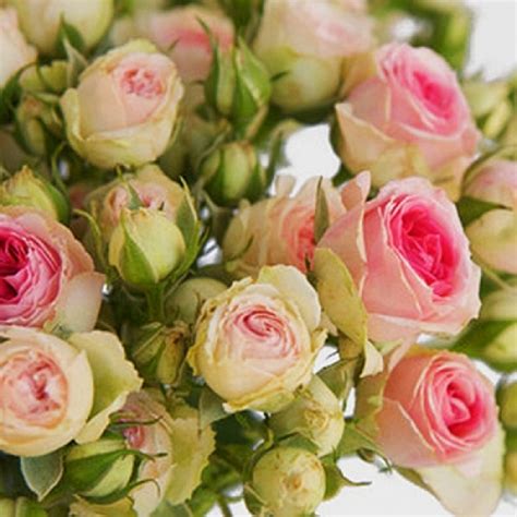 Mimi Eden Spray Мими Эден Спрей купить саженцы миниатюрных роз Rosegrad