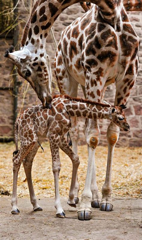 Rare Rothschilds Giraffe Born At Chester Zoo Zooborns