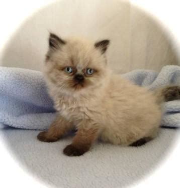 Buy and sell on gumtree australia today! Gorgeous Healthy Himalayan Kittens 8 weeks old for Sale in ...